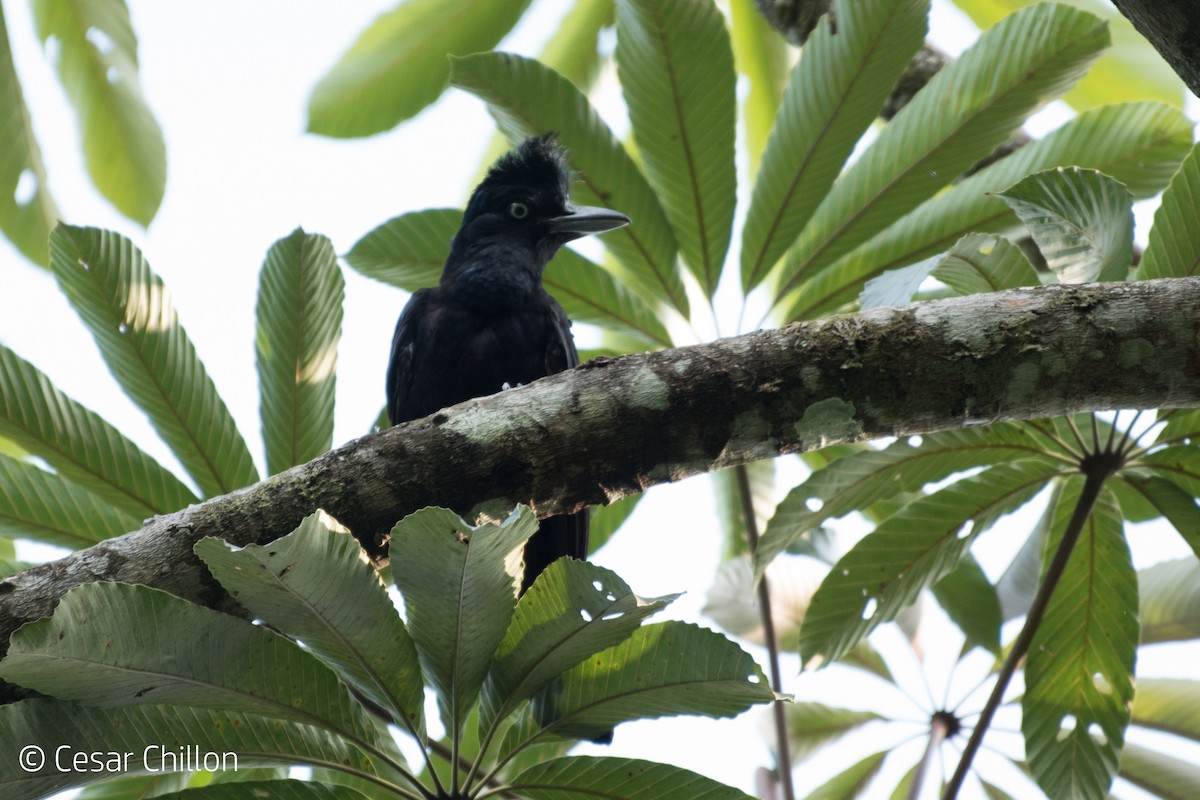 Amazonian Umbrellabird - ML44551381