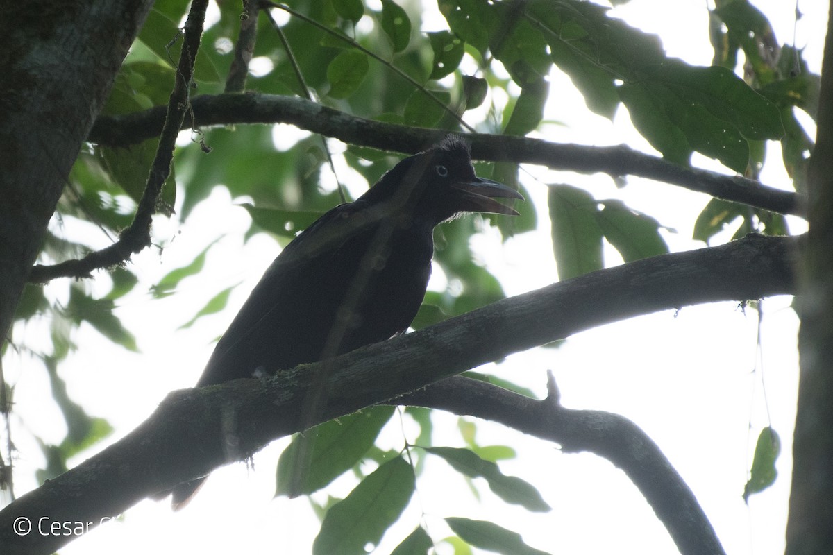 Amazonian Umbrellabird - ML44551471