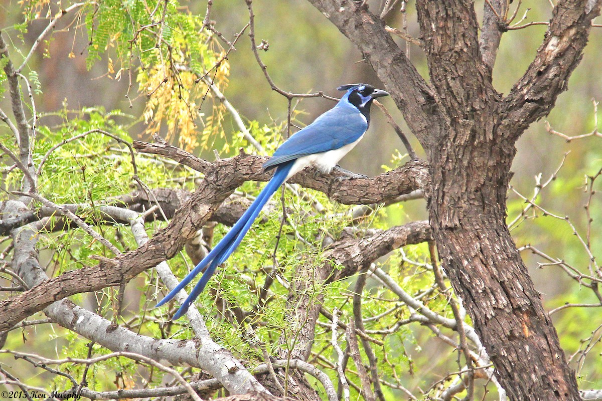 Black-throated Magpie-Jay - ML44551651
