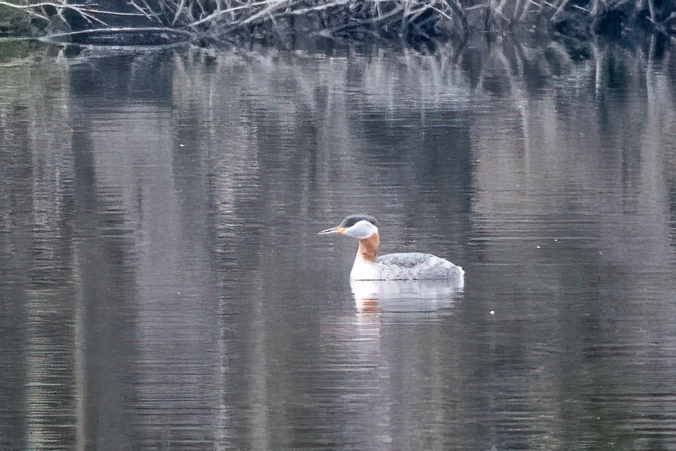 Red-necked Grebe - ML445516981