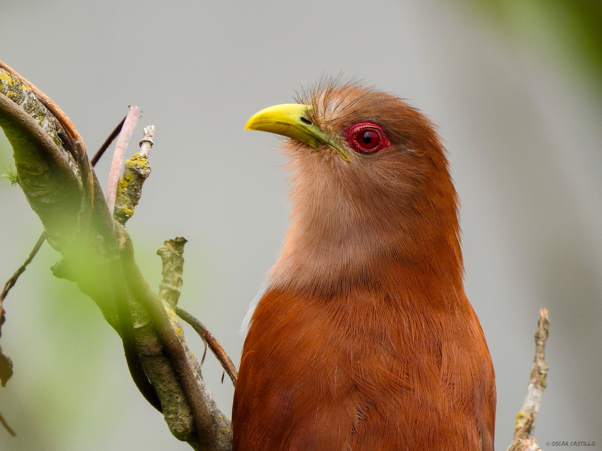 Squirrel Cuckoo - ML445518811