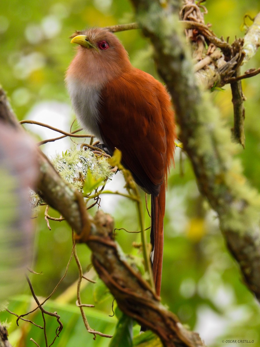 Squirrel Cuckoo - ML445518831