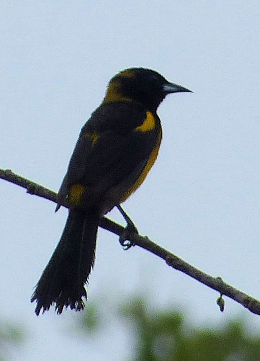 Black-cowled Oriole - ML44551951