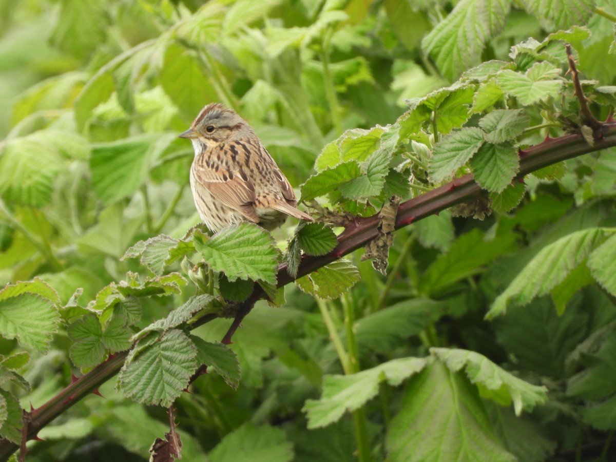 Lincoln's Sparrow - ML445520371