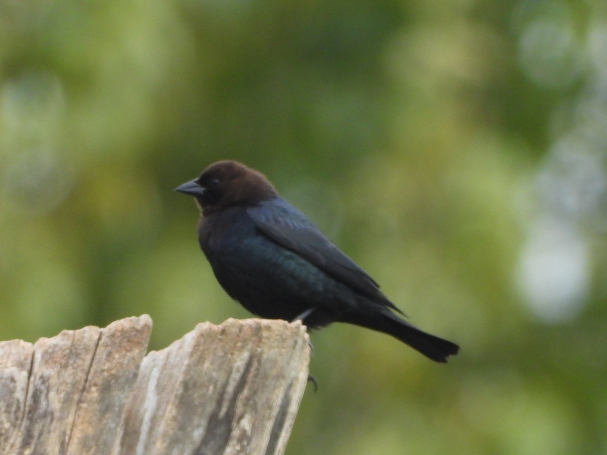 Brown-headed Cowbird - ML445520471