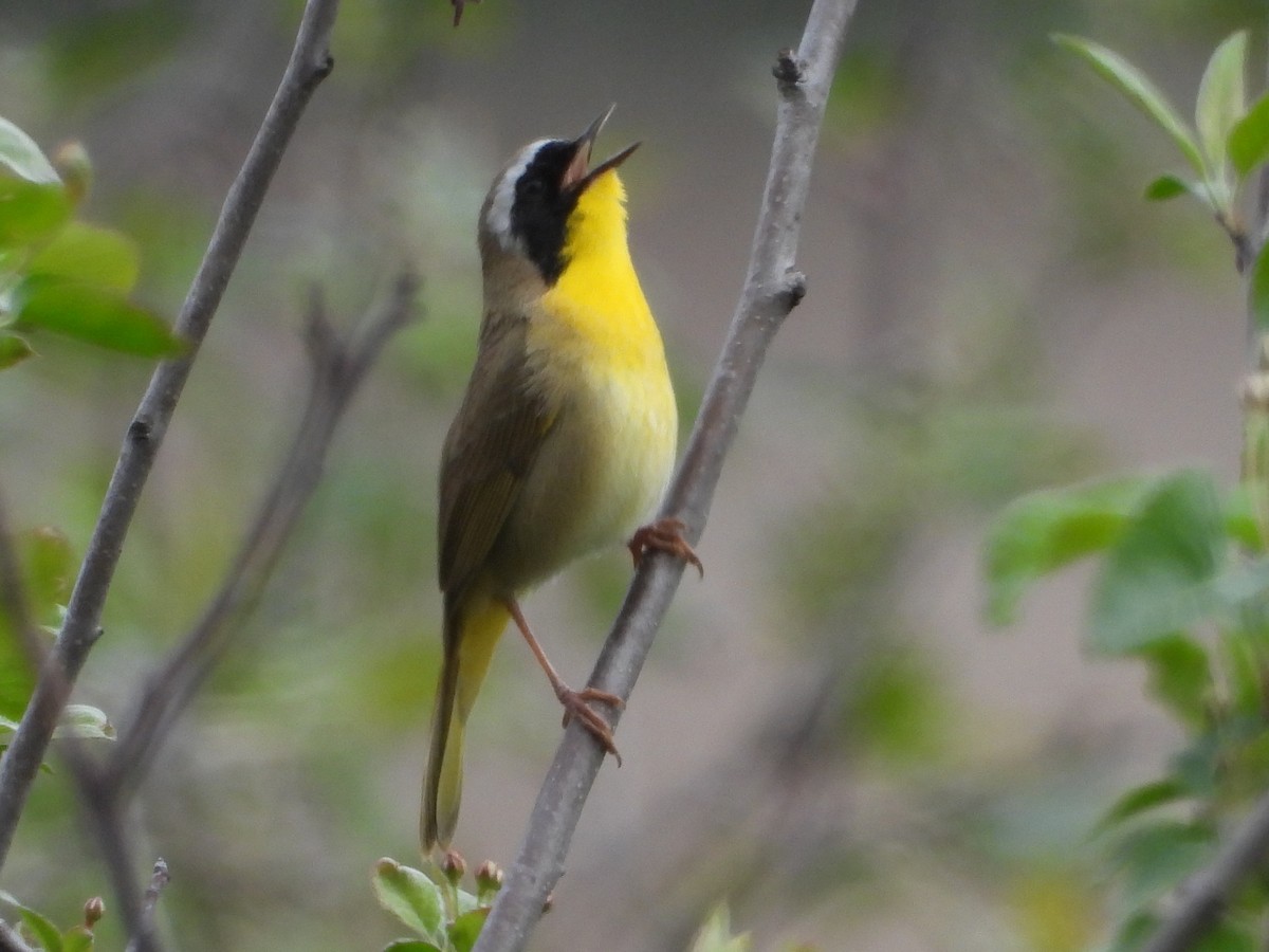 Common Yellowthroat - ML445520981