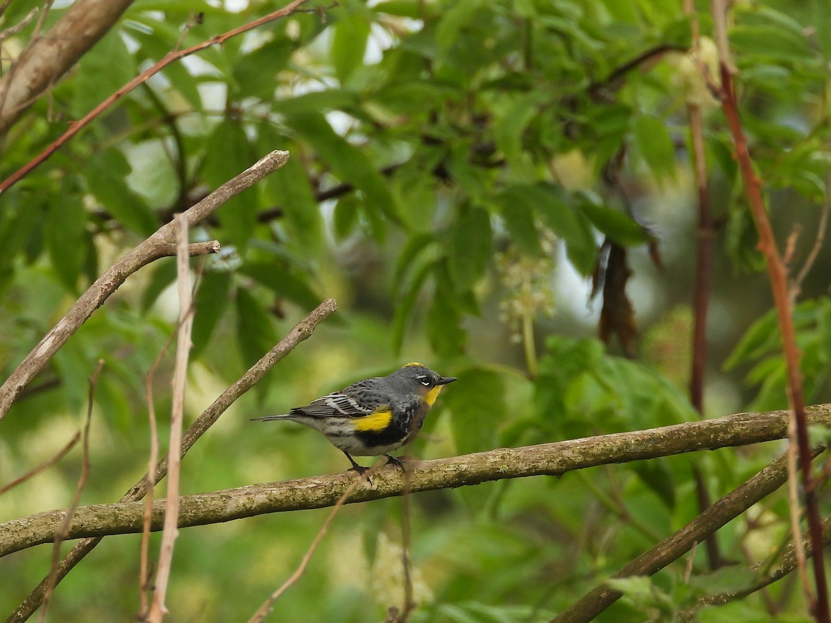 Yellow-rumped Warbler - ML445521591