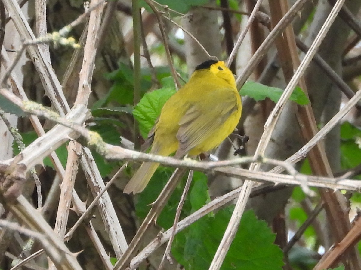 Wilson's Warbler - Bruce Taylor