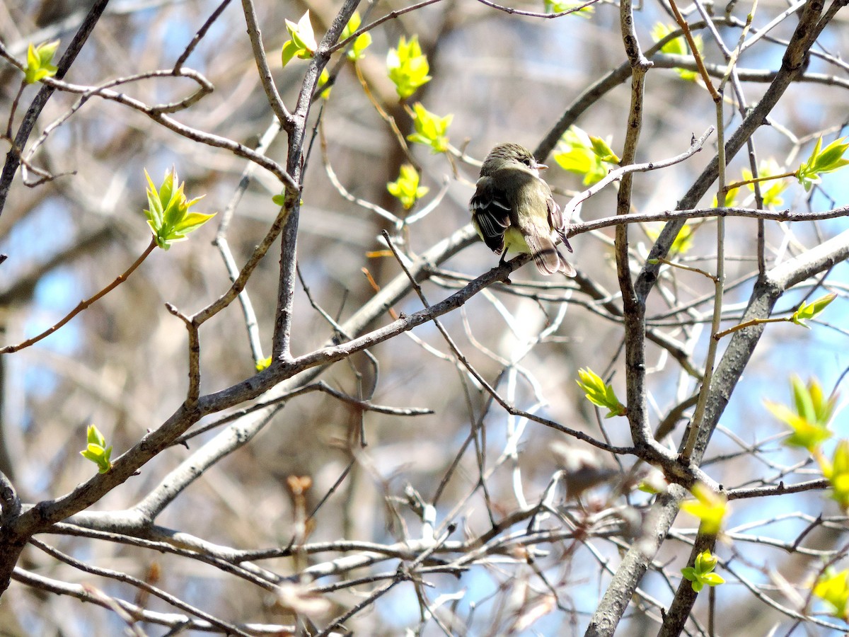 Least Flycatcher - ML445523061