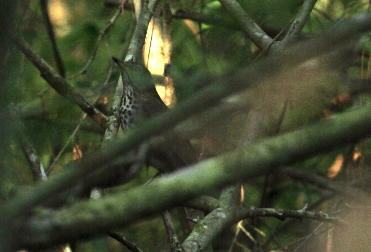 Swainson's Thrush - ML445524251