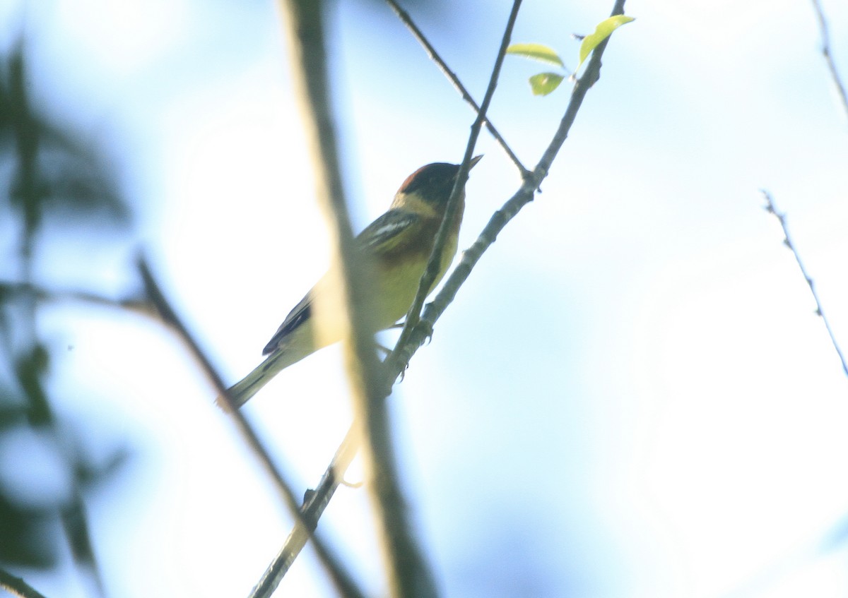 Bay-breasted Warbler - ML445524331