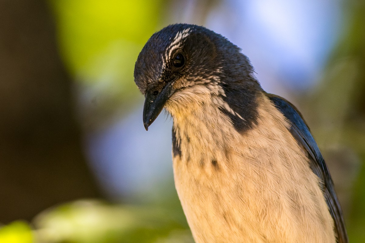 California Scrub-Jay - ML445524971