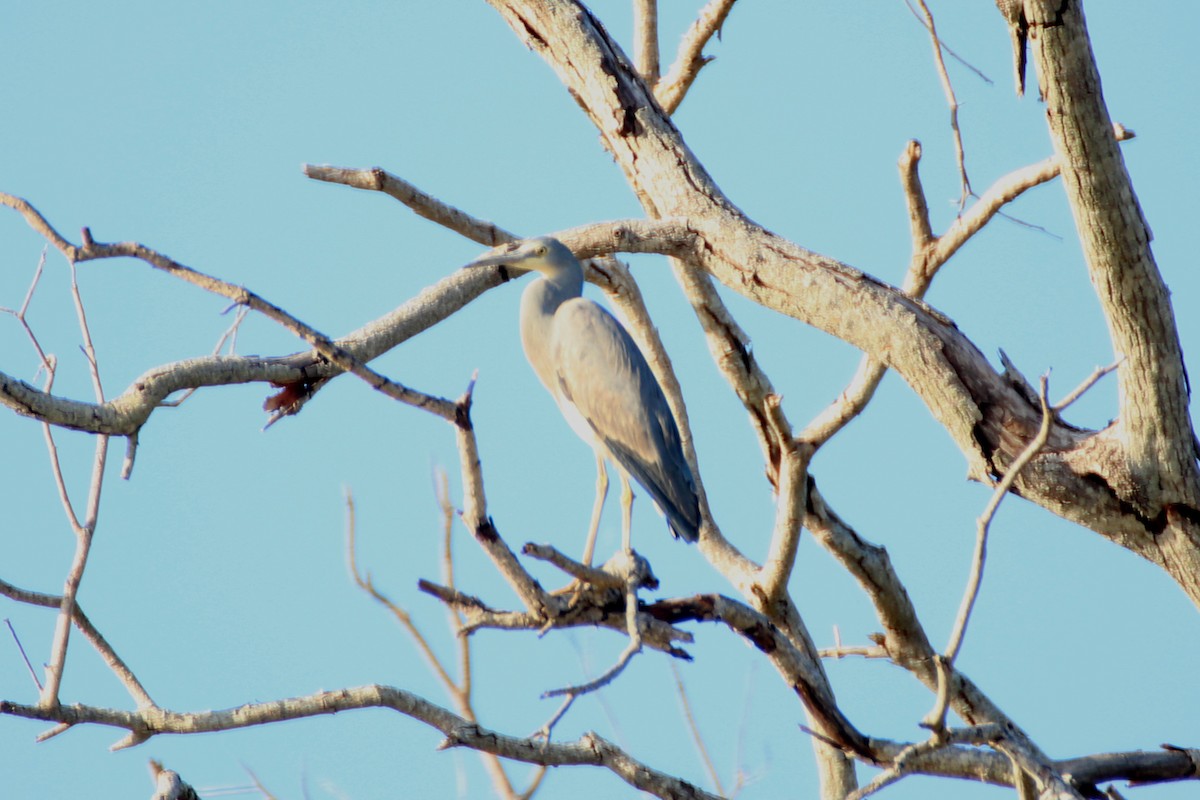 White-faced Heron - ML445525271