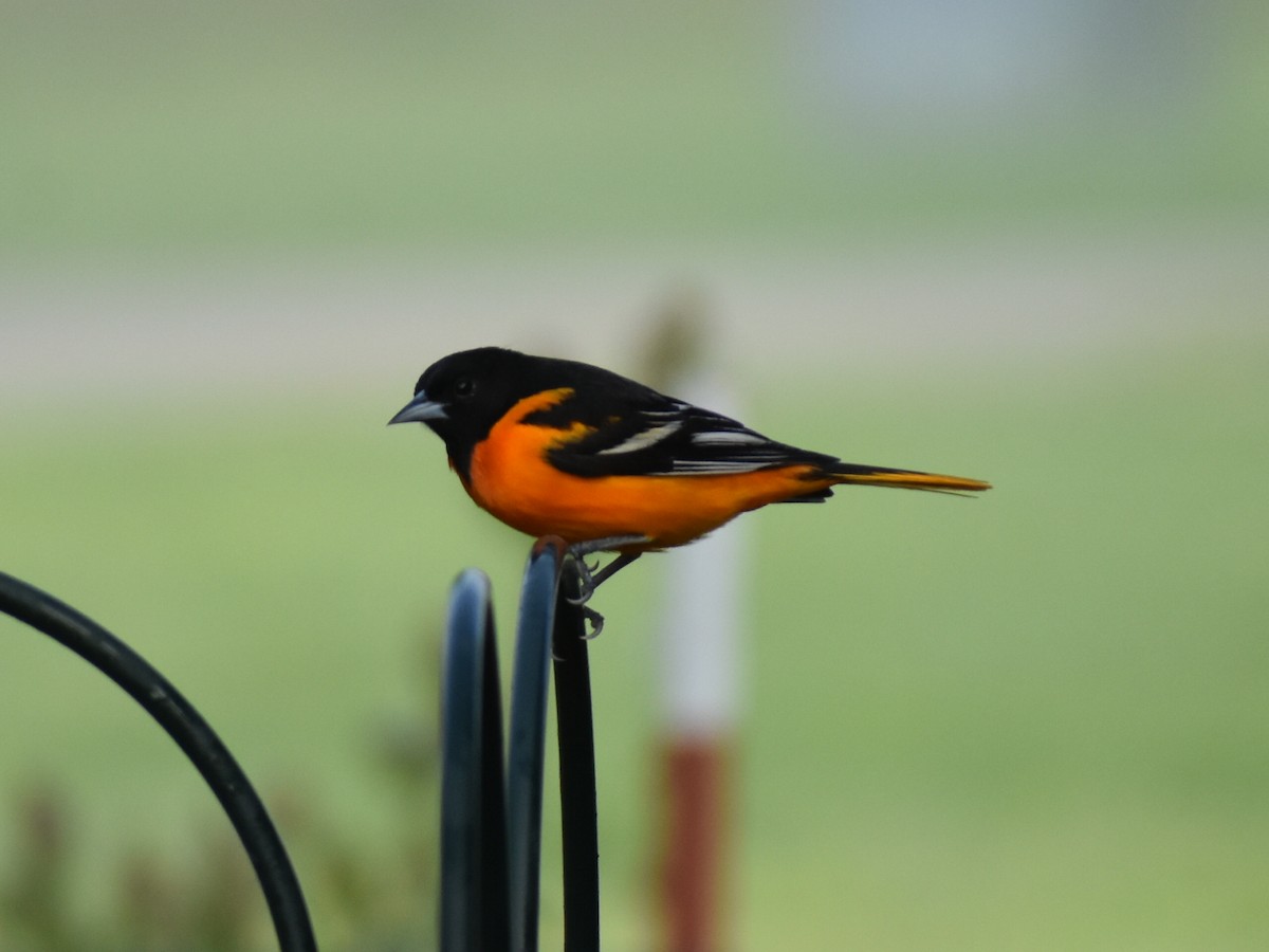 Baltimore Oriole - ML445526661