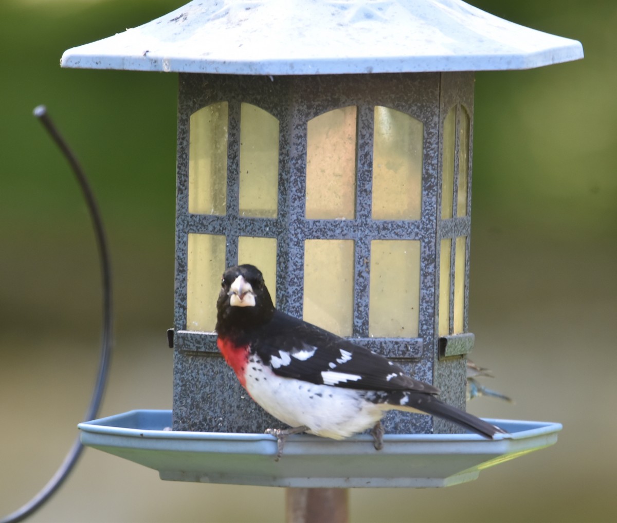 Rose-breasted Grosbeak - ML445529381