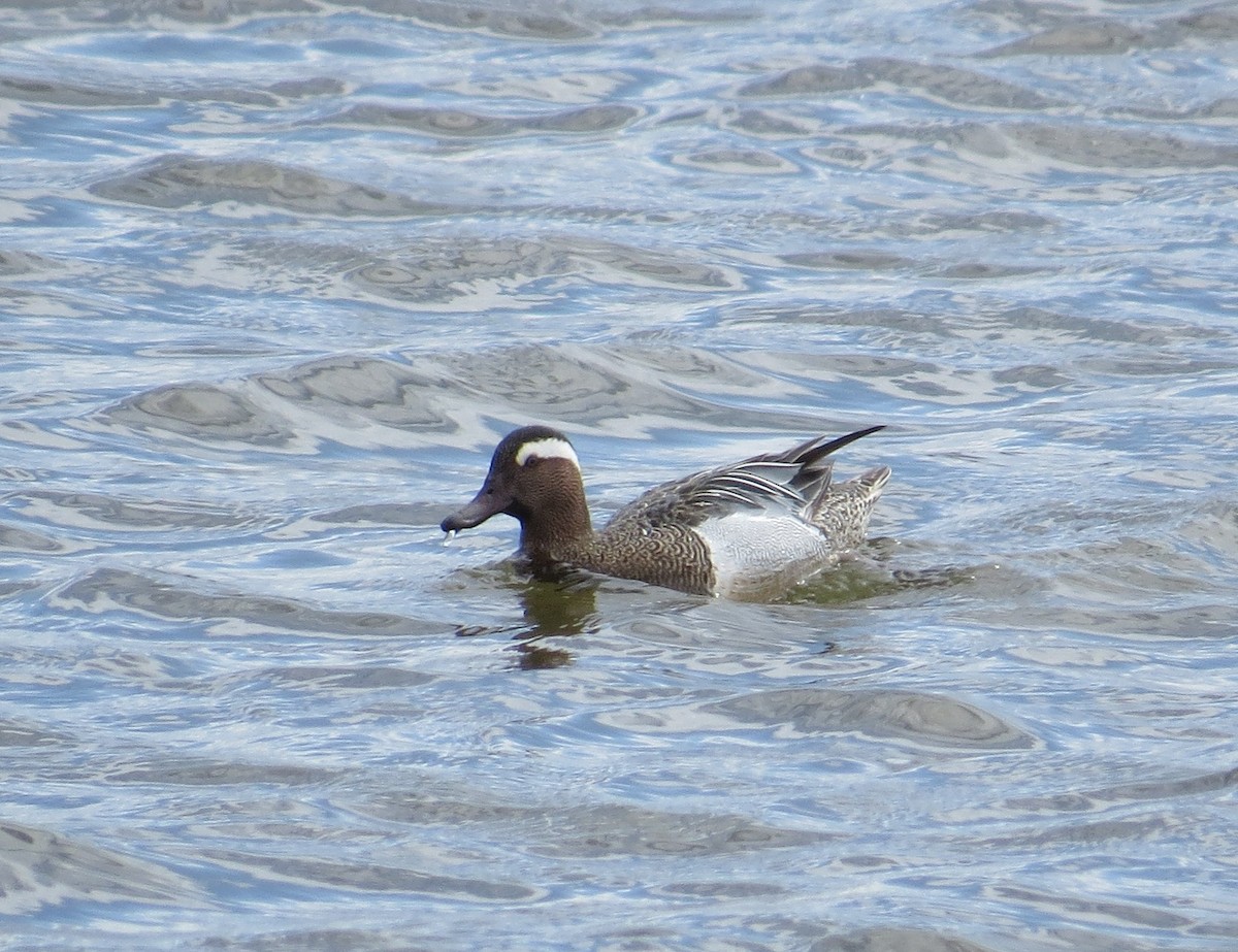 Garganey - ML445530841