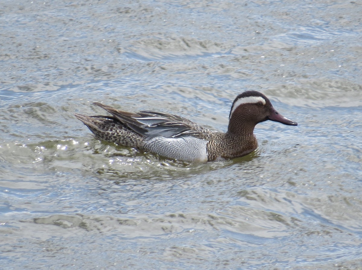 Garganey - ML445530851