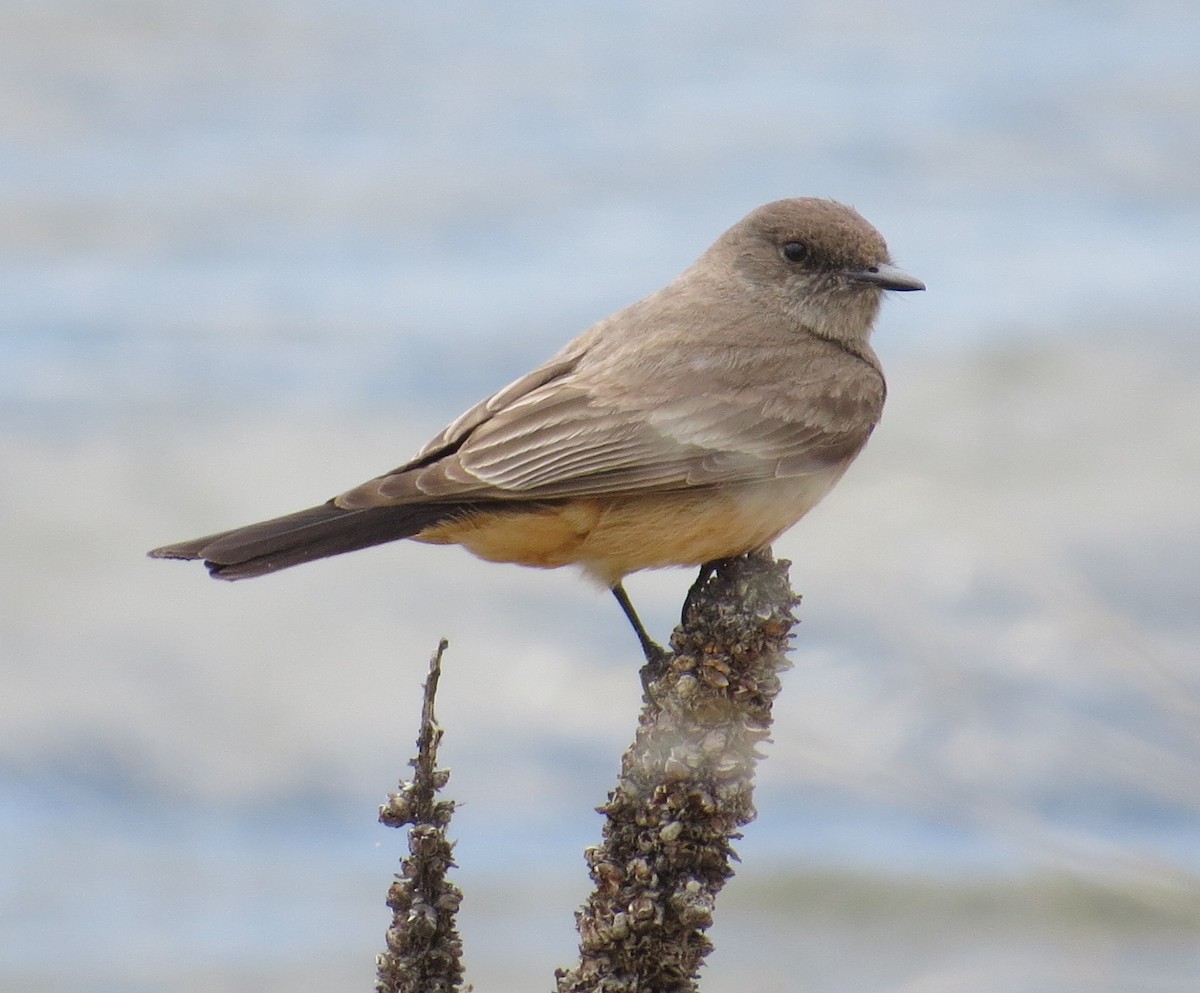 Say's Phoebe - ML445531051