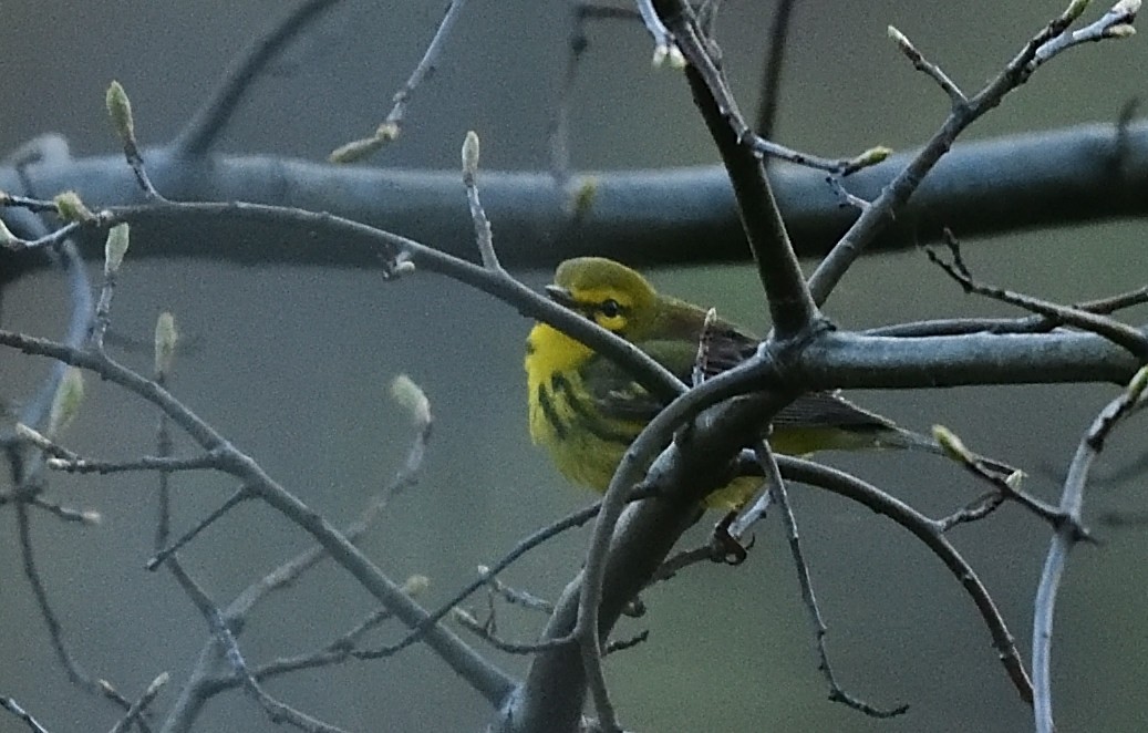 Prairie Warbler - ML445531931