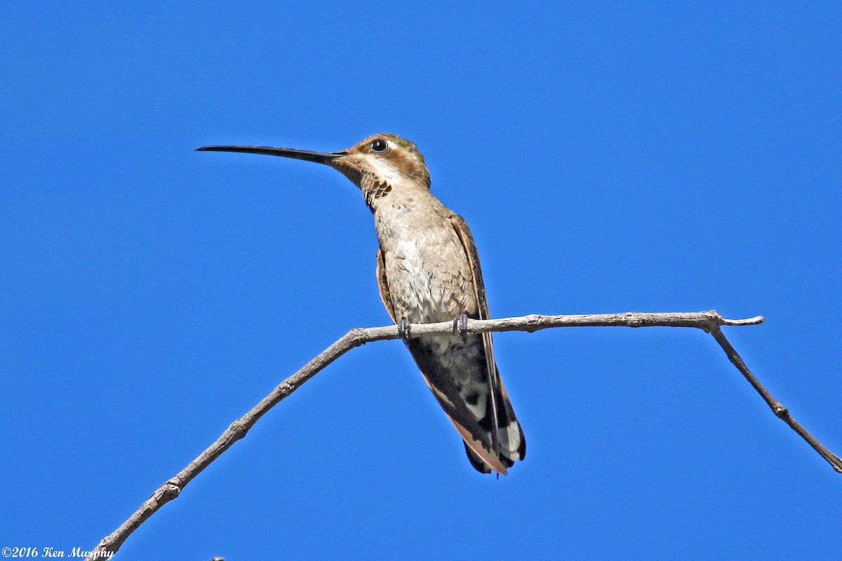 kolibřík achátový - ML44553211