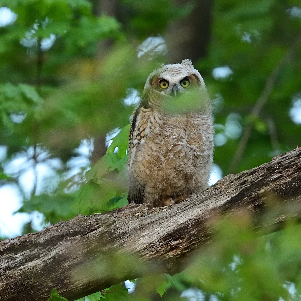 Great Horned Owl - ML445532141