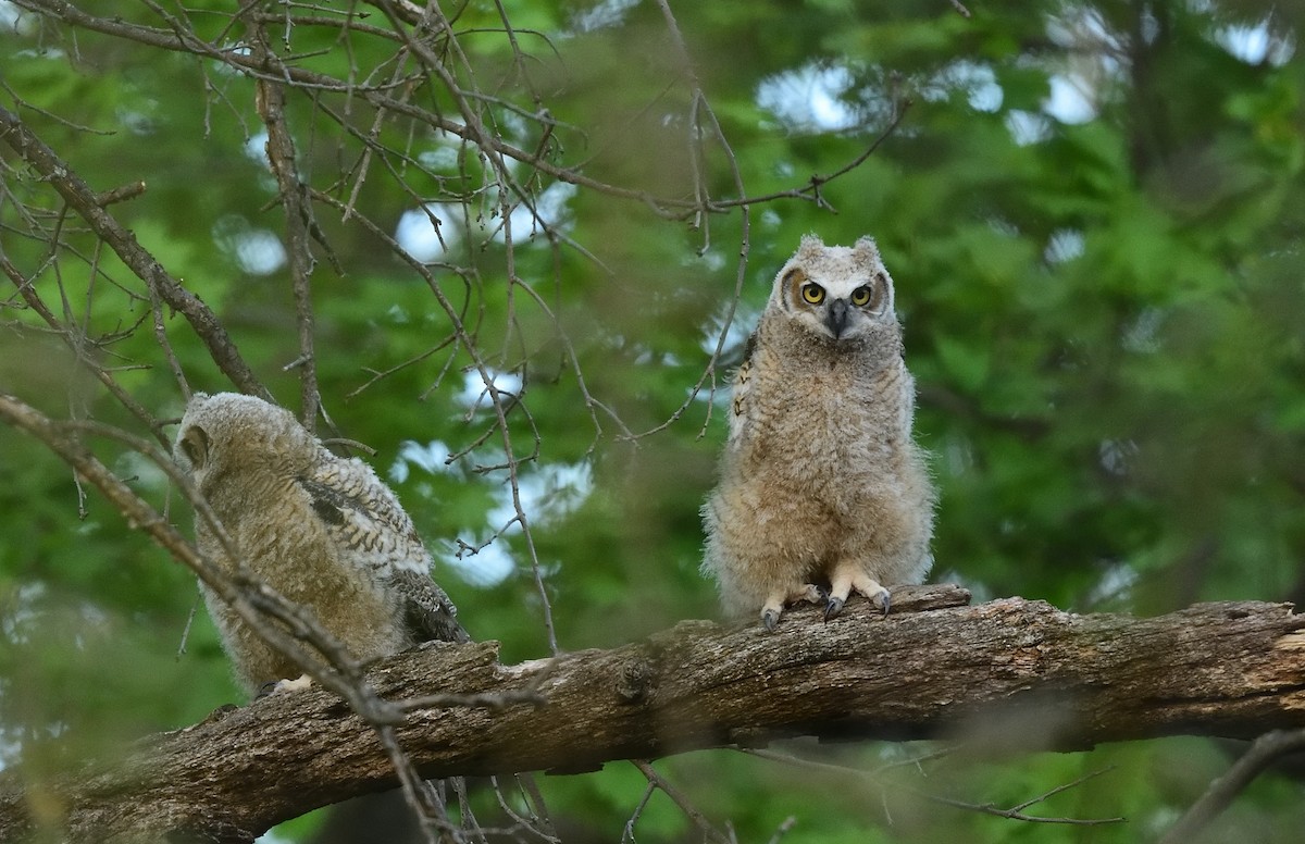 Great Horned Owl - ML445532151