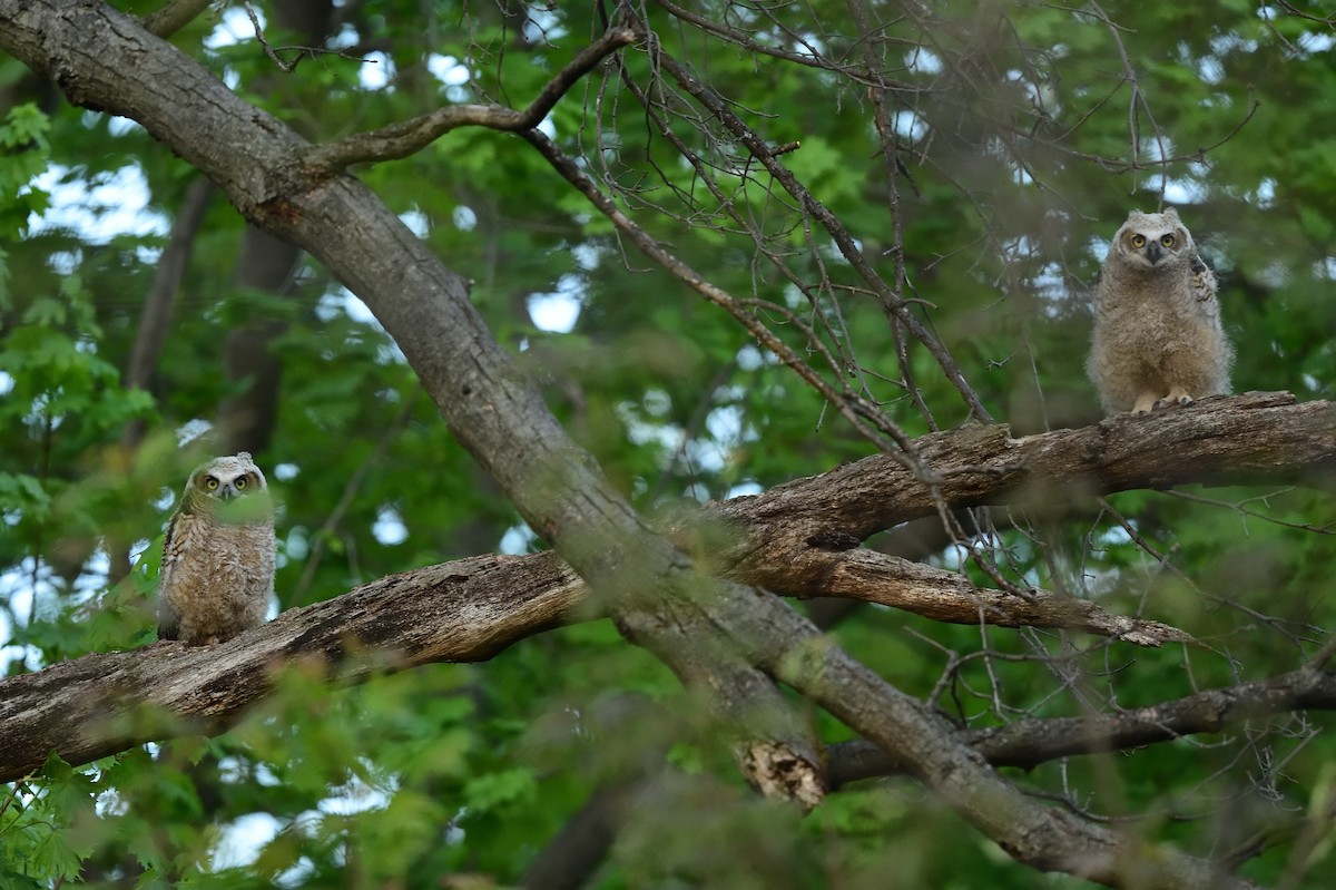 Great Horned Owl - ML445532171