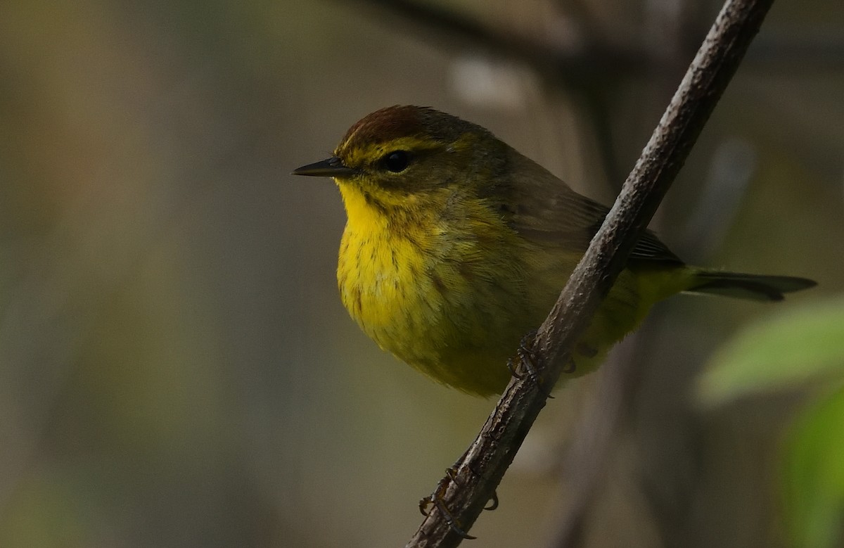 Palm Warbler - ML445532191