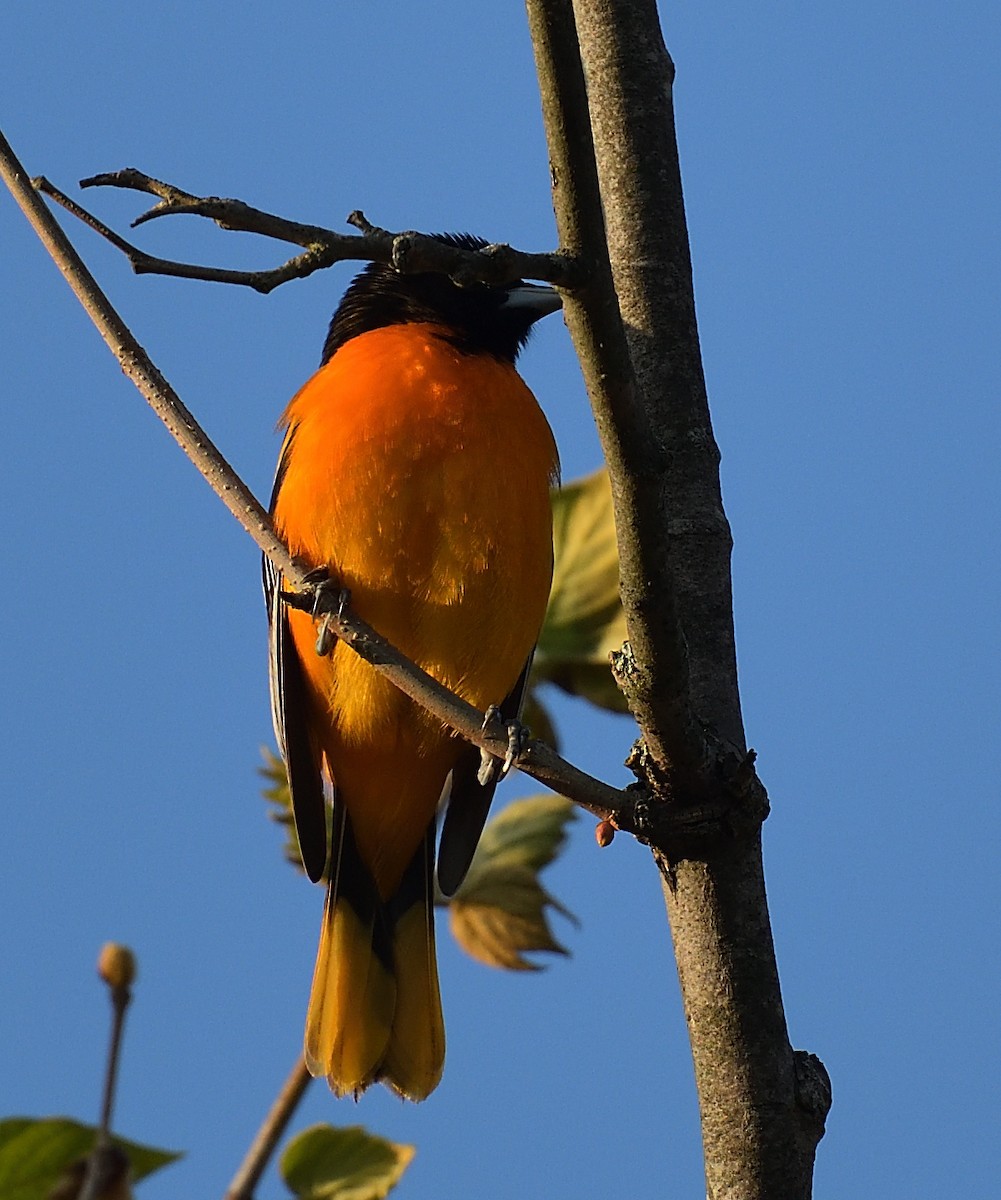 Baltimore Oriole - ML445532441