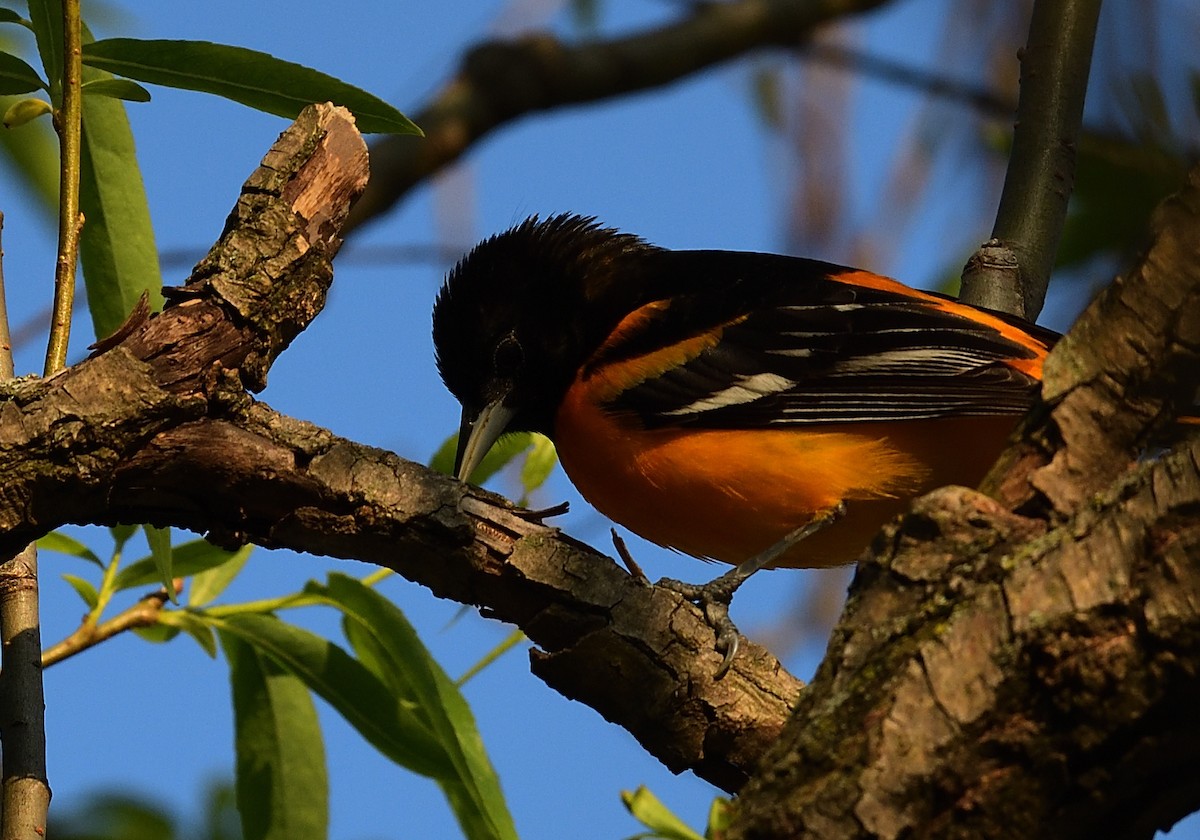 Baltimore Oriole - ML445532461