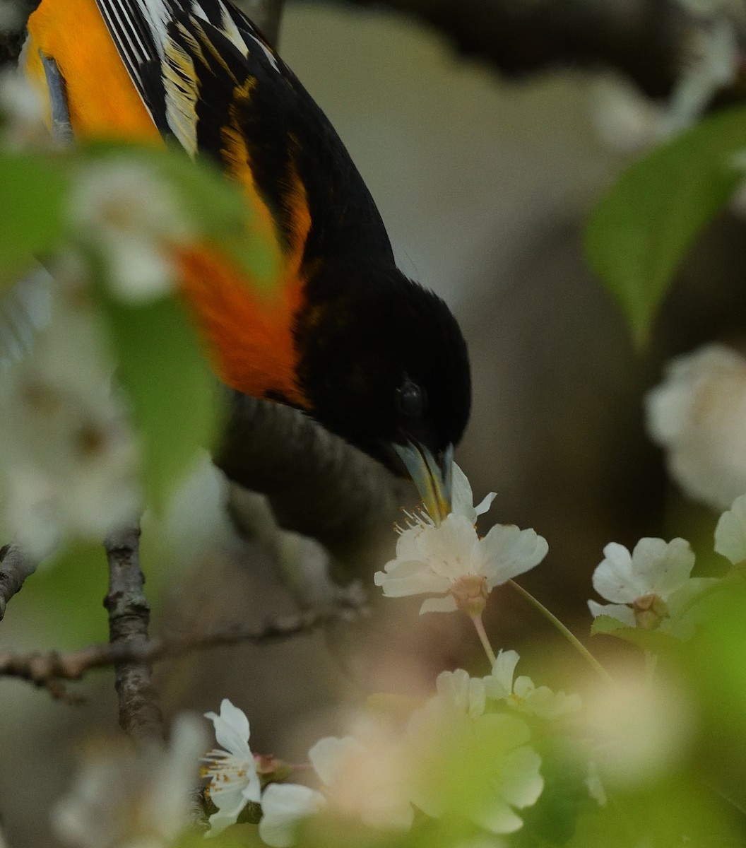 Baltimore Oriole - ML445532471