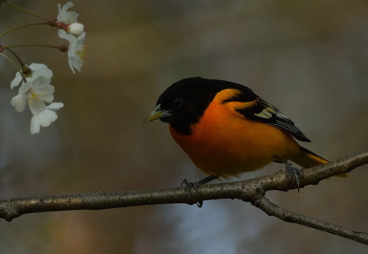 Baltimore Oriole - ML445532481