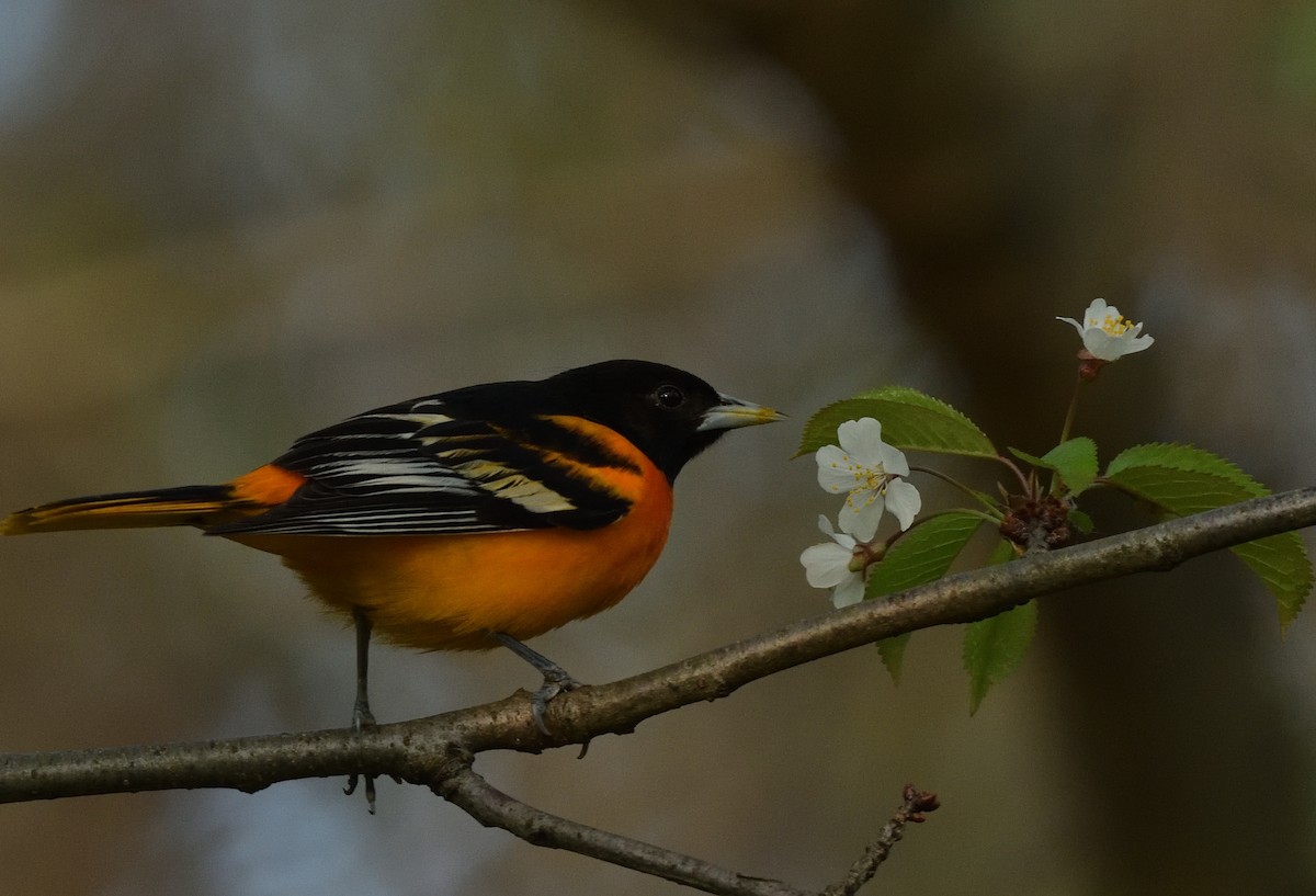 Baltimore Oriole - ML445532491