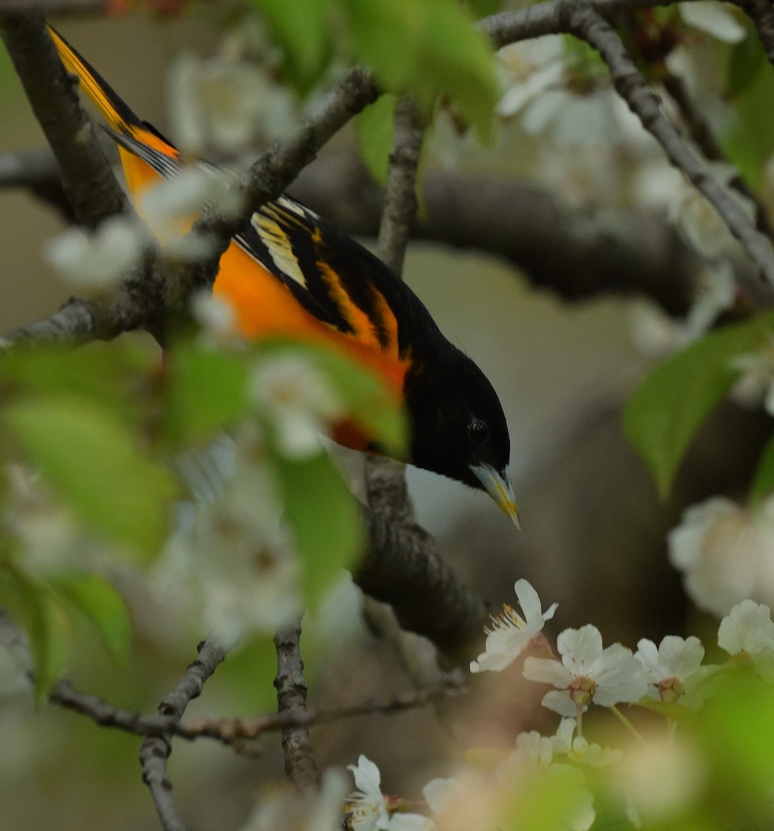 Baltimore Oriole - ML445532501