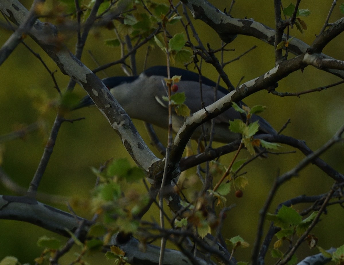 Black-crowned Night Heron - ML445532531