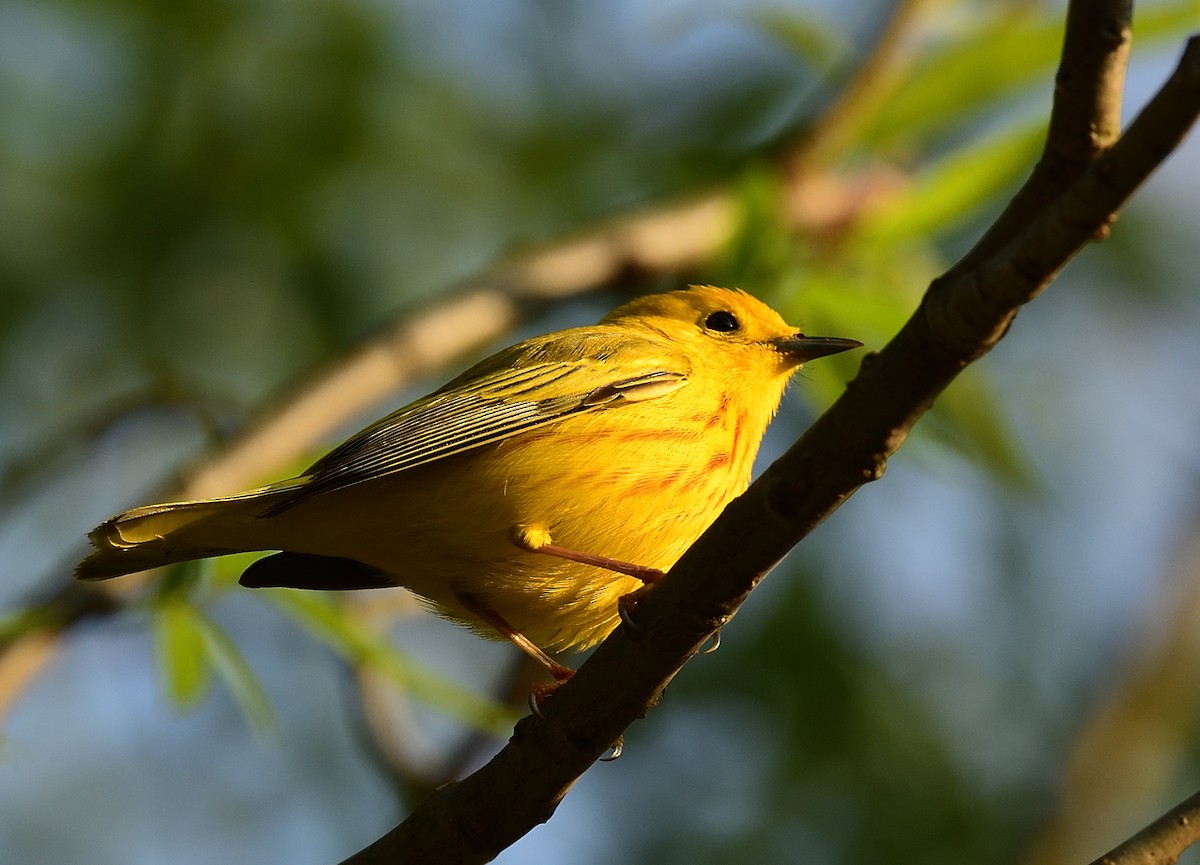 Yellow Warbler - ML445532621