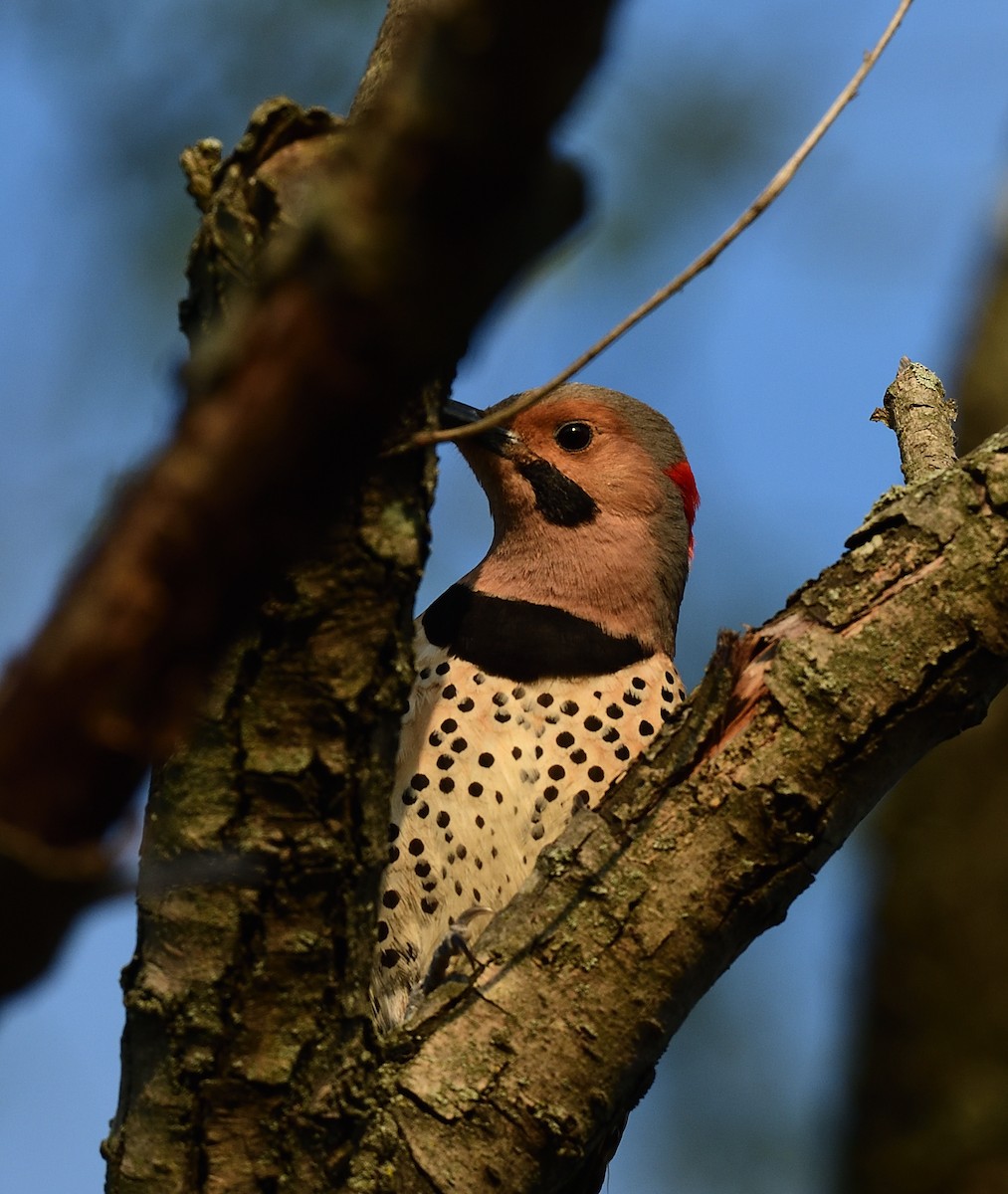 Northern Flicker - ML445532821