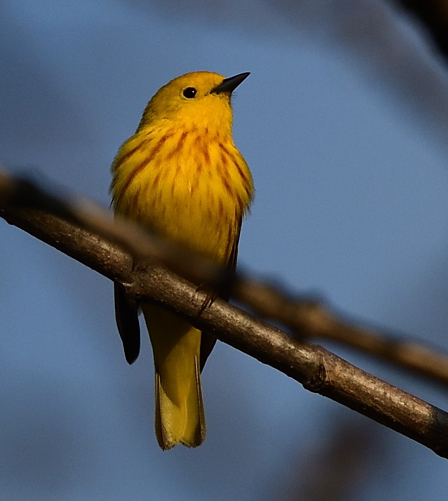 Yellow Warbler - ML445532851