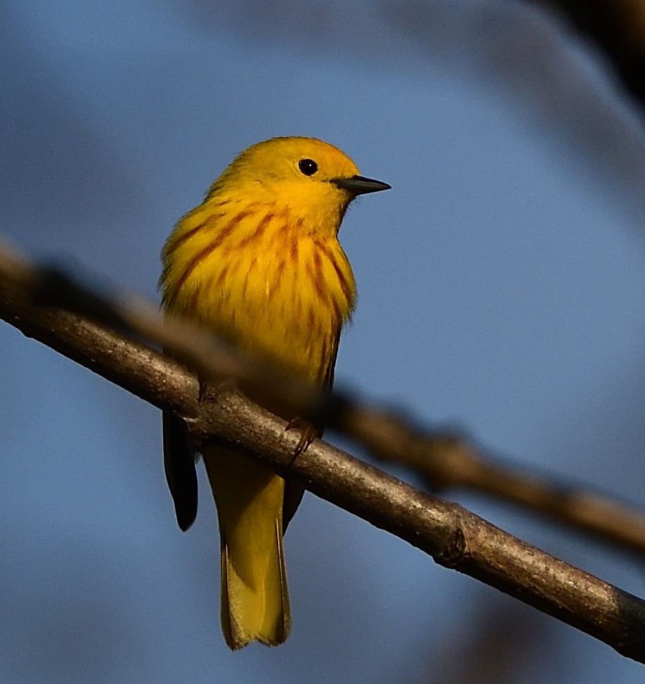 Yellow Warbler - ML445532861