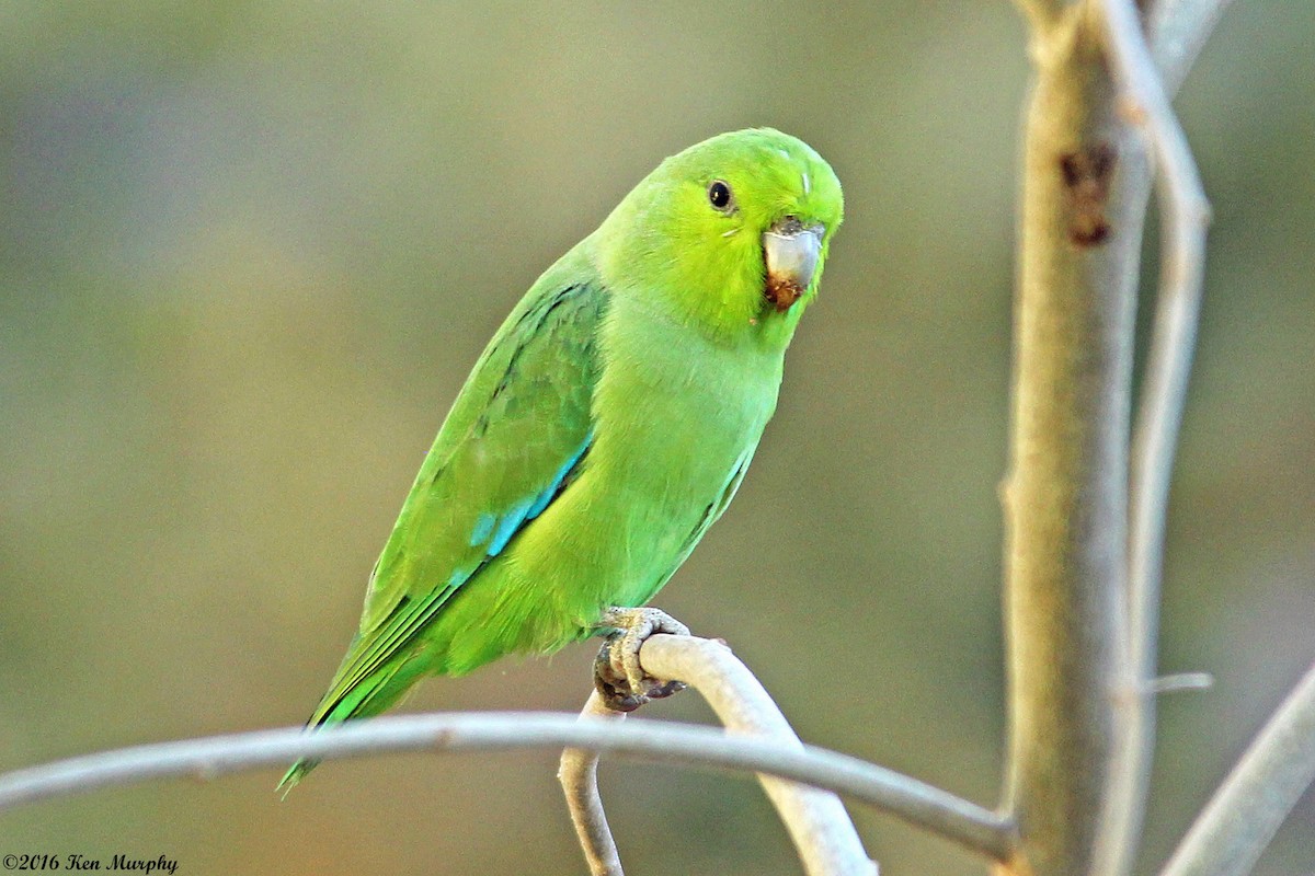 Mexican Parrotlet - ML44553311