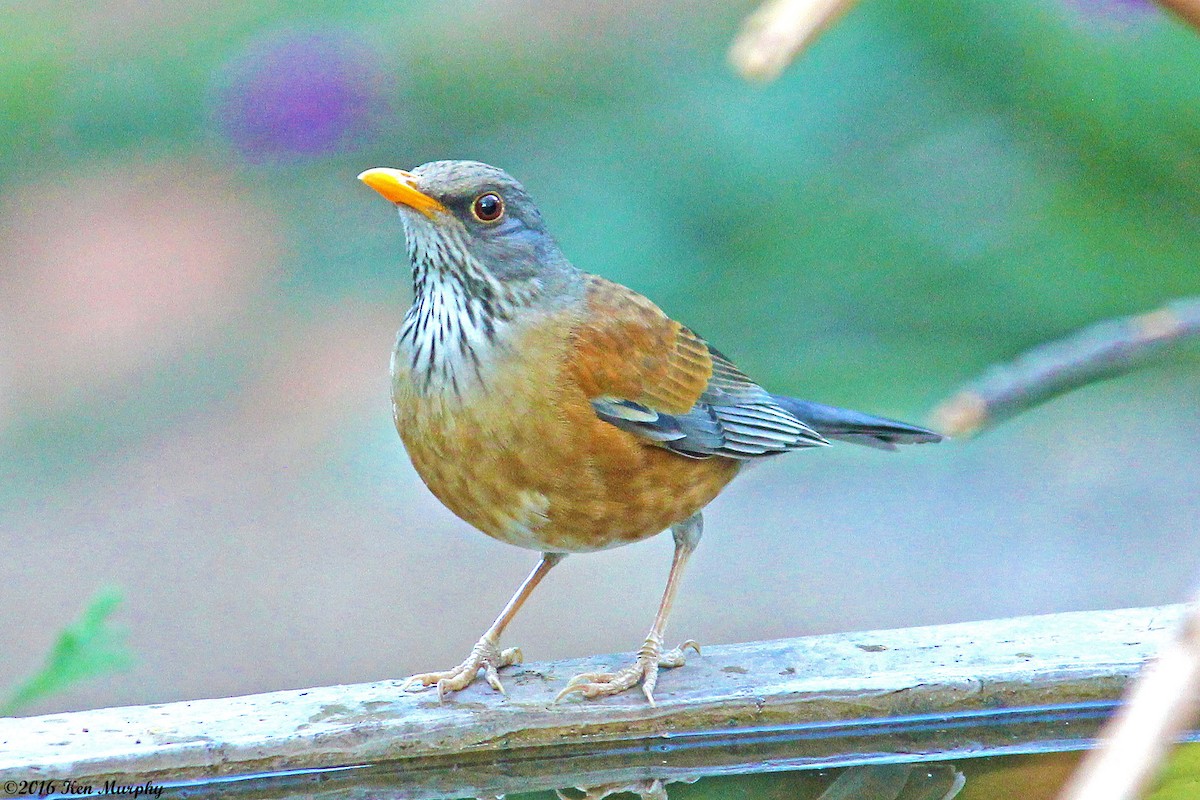 Rufous-backed Robin - Ken Murphy