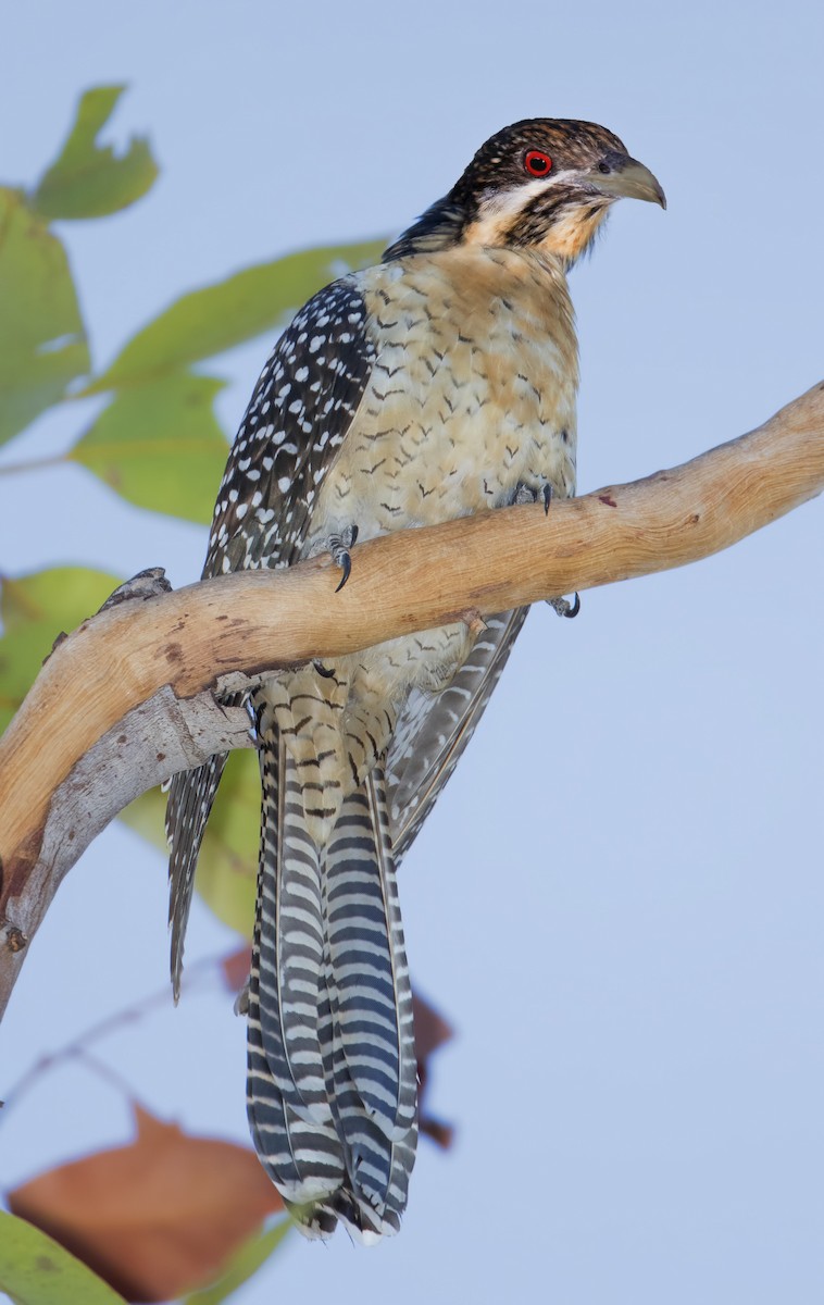 Pacific Koel - Mark Chappell