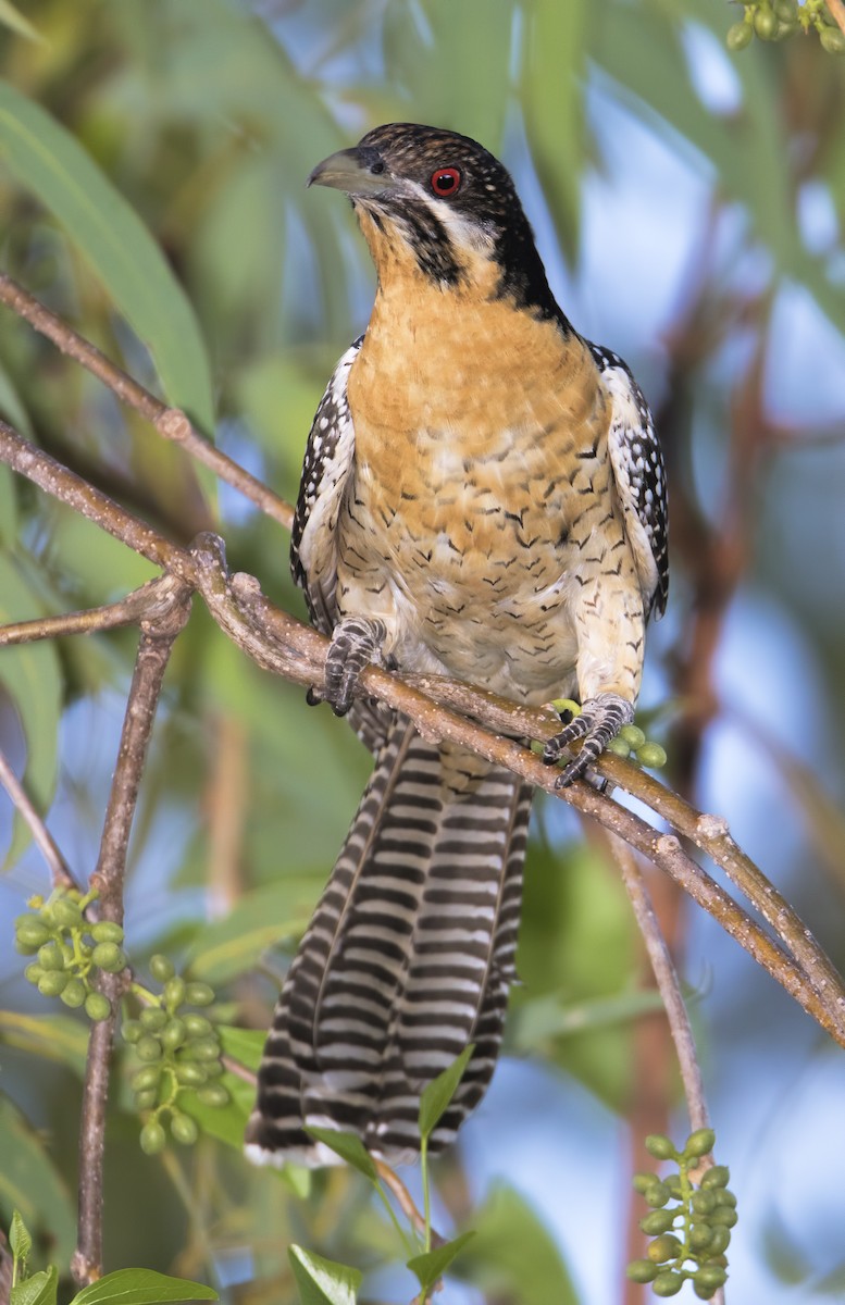 Pacific Koel - Mark Chappell