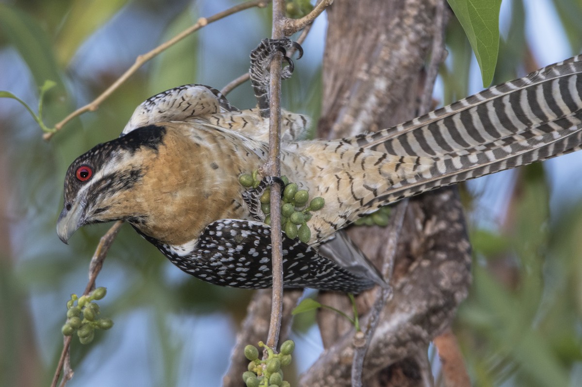 Pacific Koel - Mark Chappell