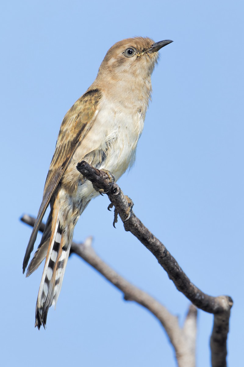 Horsfield's Bronze-Cuckoo - ML445535041