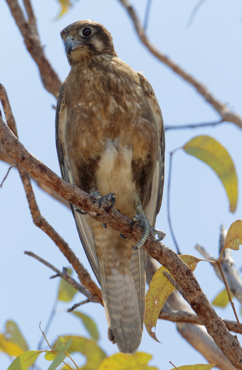 Brown Falcon - ML445535491