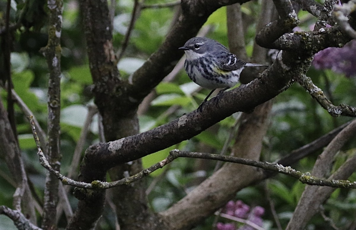 Yellow-rumped Warbler (Myrtle) - A Kopitov