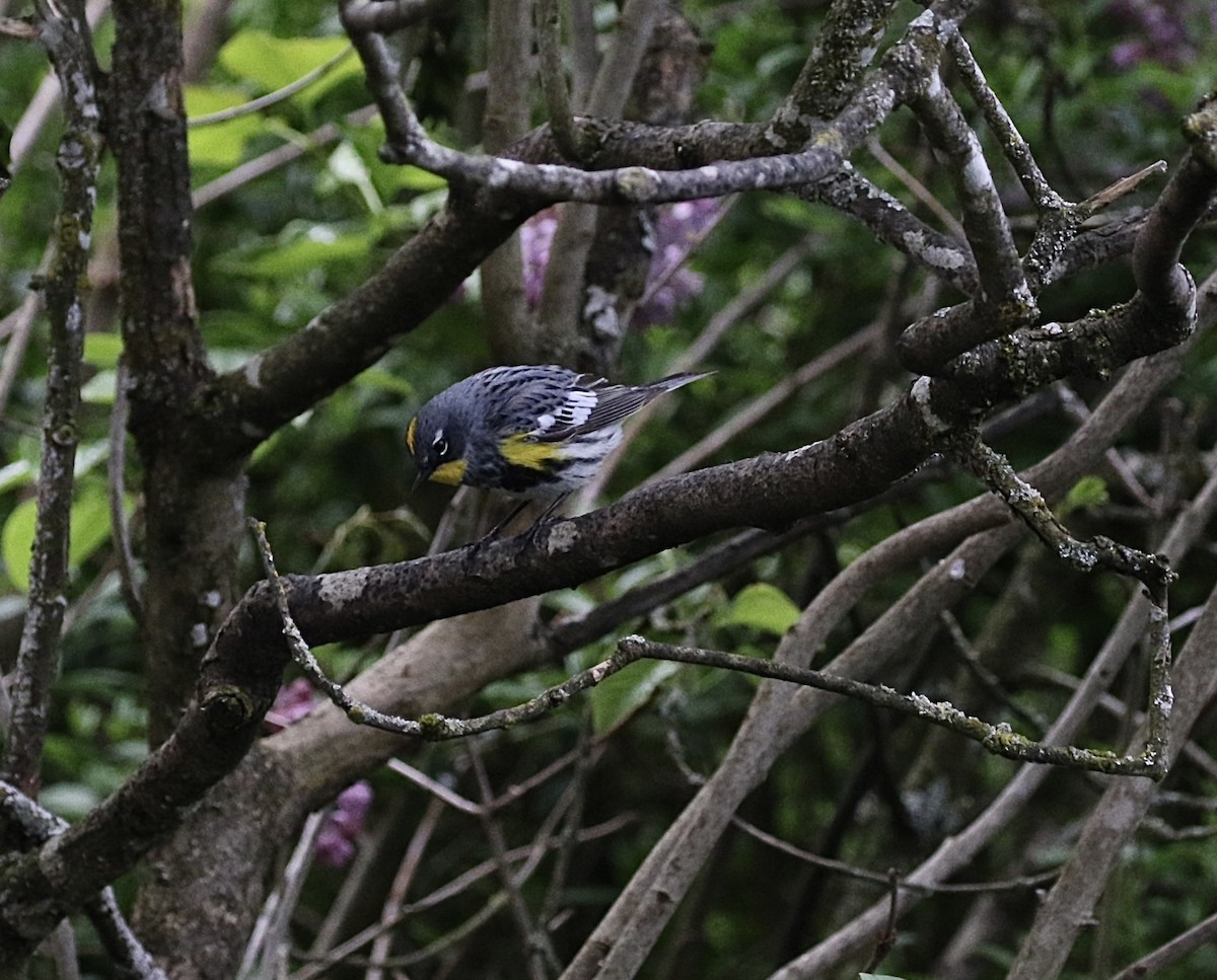 Kronenwaldsänger (Audubonwaldsänger) - ML445535781