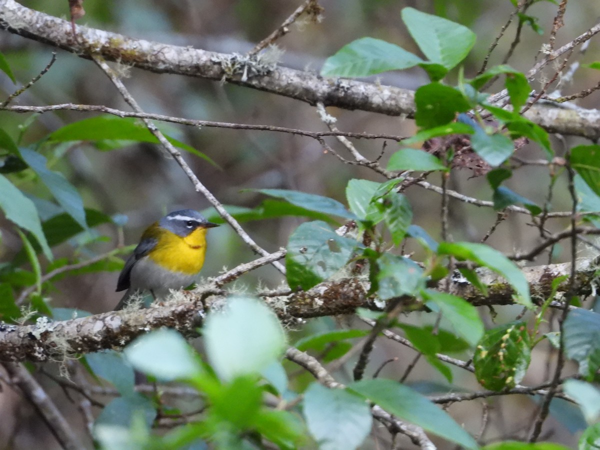 Crescent-chested Warbler - ML445536271