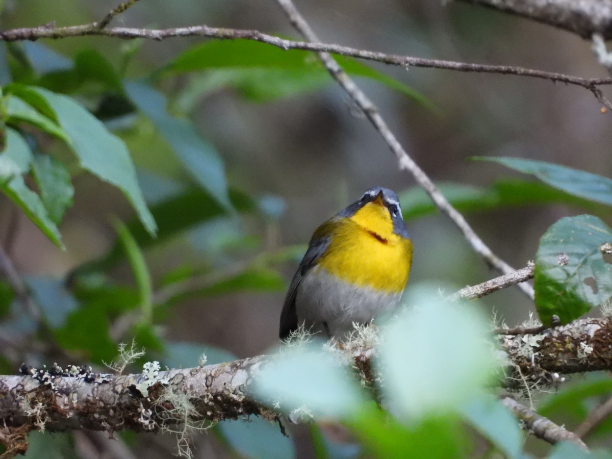 Crescent-chested Warbler - ML445536301